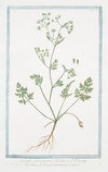 Scandix, crelica minor – Petine di Venere minore – Cerfeuil. (Chervil)