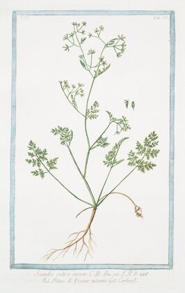 Scandix, crelica minor – Petine di Venere minore – Cerfeuil. (Chervil)