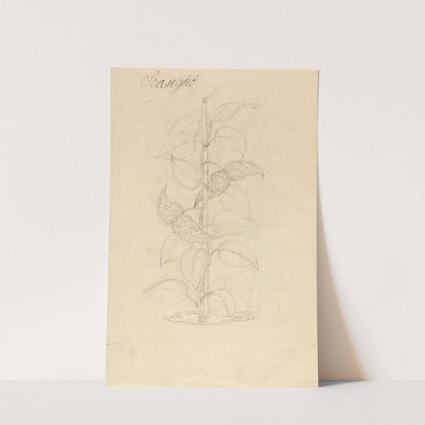 Scangho by Luigi Balugani