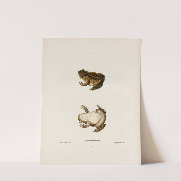 Scaphiopus solitarius by John Edwards Holbrook