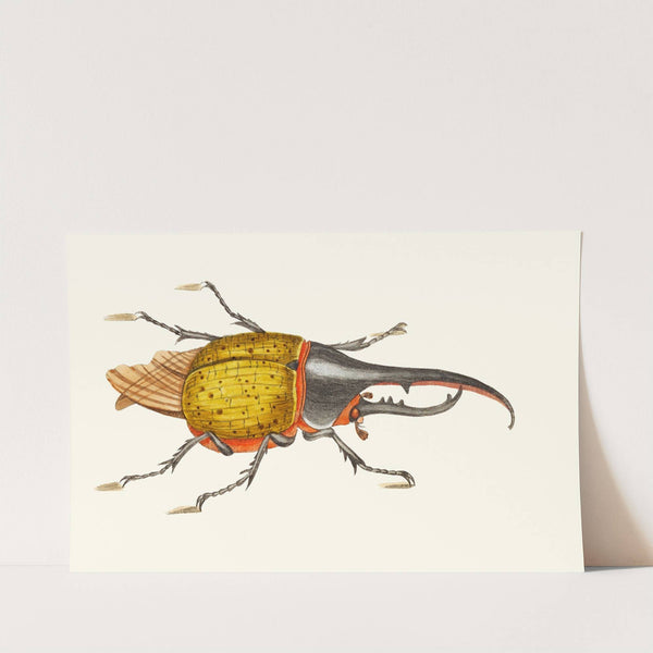 SCARABEUS HERCULES by George Shaw