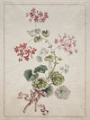 Scarlet and Variegated Geranium (1801)