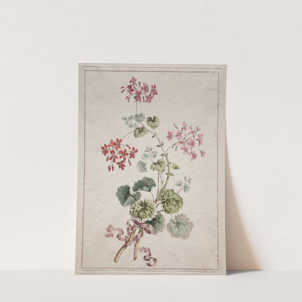 Scarlet and Variegated Geranium (1801) by John Edwards