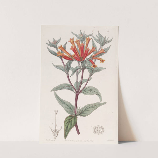 Scarlet Bouvardia by Sydenham Edwards