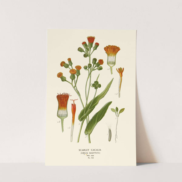 Scarlet Cacalia (1896-1897) by Edward Step