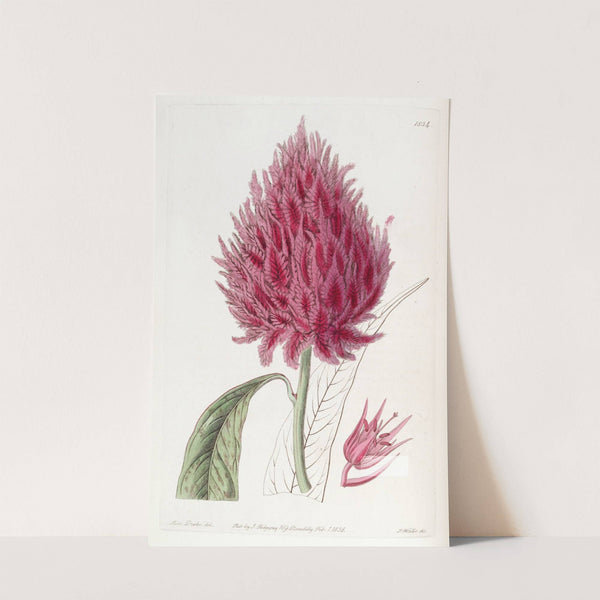 Scarlet Cockscomb by Sydenham Edwards