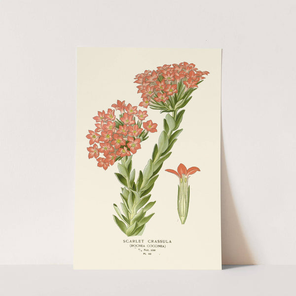 Scarlet Crassula (1896-1897) by Edward Step