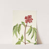 Scarlet Elder. Sambucus pubens (1925) by Mary Vaux Walcott
