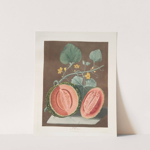 Scarlet flesh rock melon. (1812) by George Brookshaw