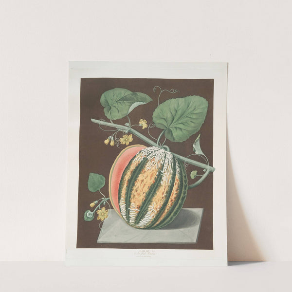 Scarlet flesh Romana melon. (1812) by George Brookshaw