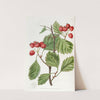 Scarlet-fruited Hawthorn by Sydenham Edwards