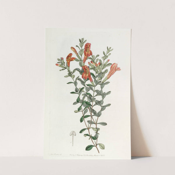 Scarlet Gardoquia by Sydenham Edwards