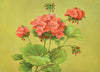 Scarlet Geranium