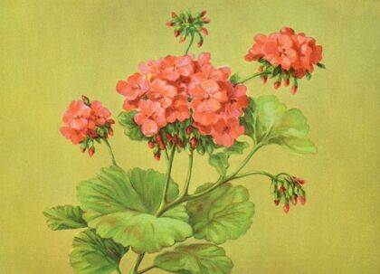 Scarlet Geranium