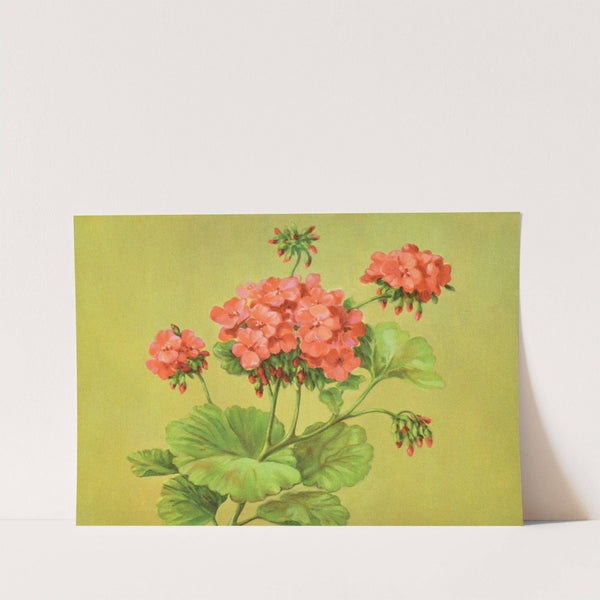 Scarlet Geranium by Lafayette F. Cargill