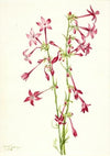 Scarlet Gilia (Gilia aggregata) (1935)