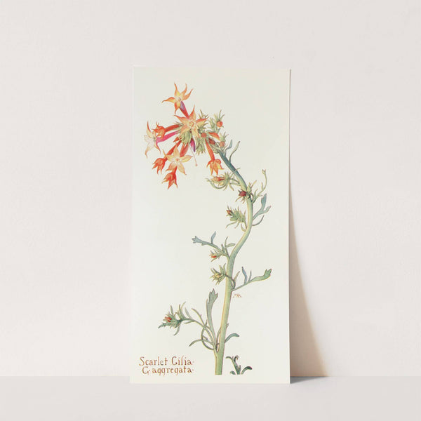 Scarlet Gilia by Margaret Armstrong