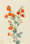 Scarlet Globe Mallow (Sphaeralcea grossulariaefolia) (1927)