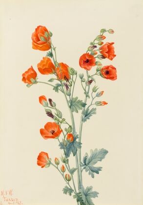 Scarlet Globe Mallow (Sphaeralcea grossulariaefolia) (1927)