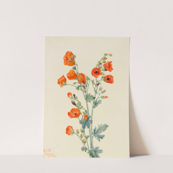 Scarlet Globe Mallow (Sphaeralcea grossulariaefolia) (1927) by Mary Vaux Walcott