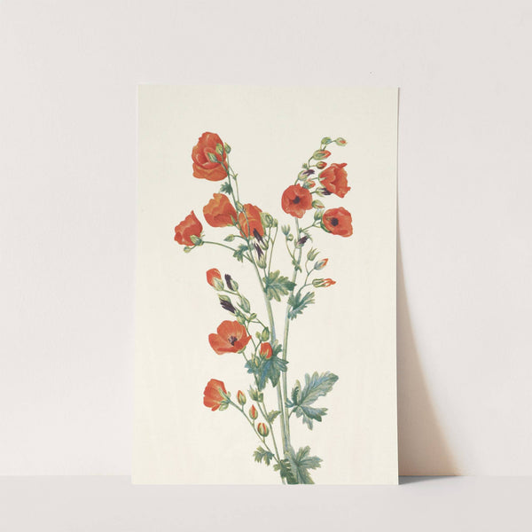 Scarlet Globe-mallow. Sphaeralcea grossulariaefolia (1925) by Mary Vaux Walcott