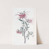Scarlet Grevillea by Sydenham Edwards