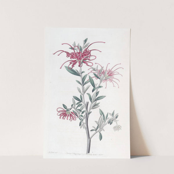 Scarlet Grevillea by Sydenham Edwards