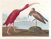 Scarlet ibis