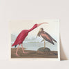 Scarlet ibis by John James Audubon