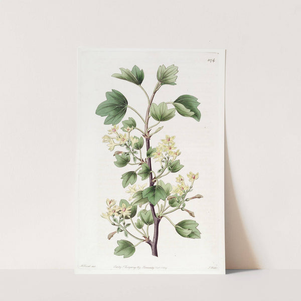 Scarlet-leaved Currant by Sydenham Edwards