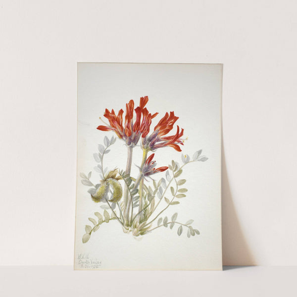 Scarlet Loco (Astragalus coccineus) (1935) by Mary Vaux Walcott