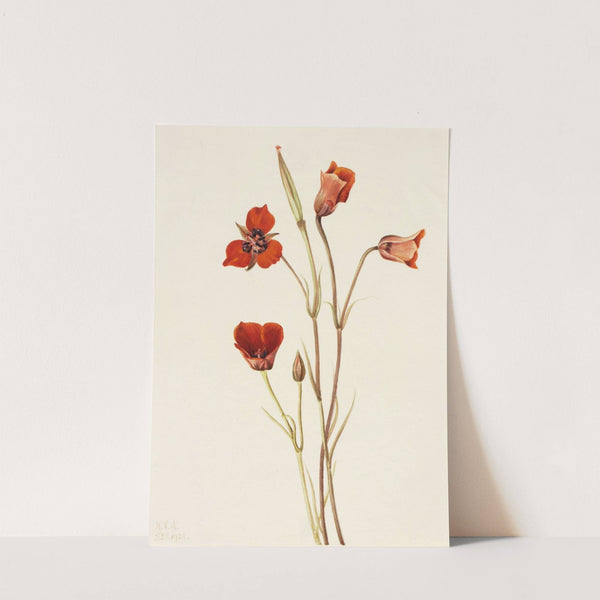 Scarlet Mariposa (Calochortus kennedyi) (1926) by Mary Vaux Walcott