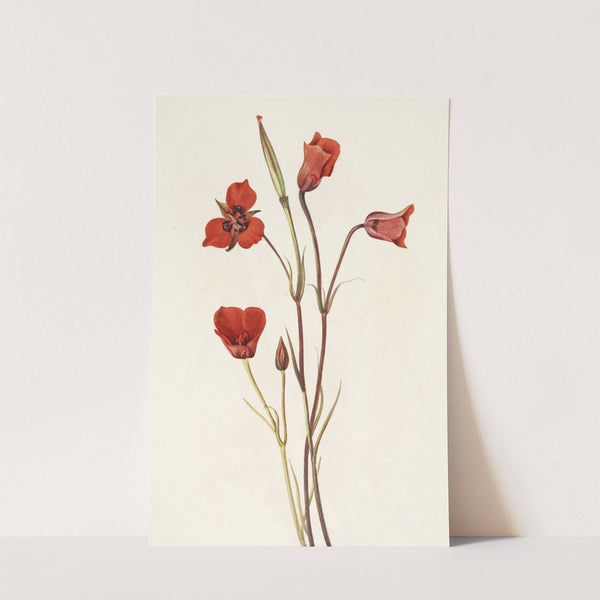 Scarlet Mariposa. Calochortus kennedyi (1925) by Mary Vaux Walcott