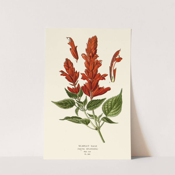 Scarlet Sage (1896-1897) by Edward Step