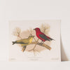 Scarlet tanager. (1. Male; 2. Female) (1874) by Louis Prang & Co.