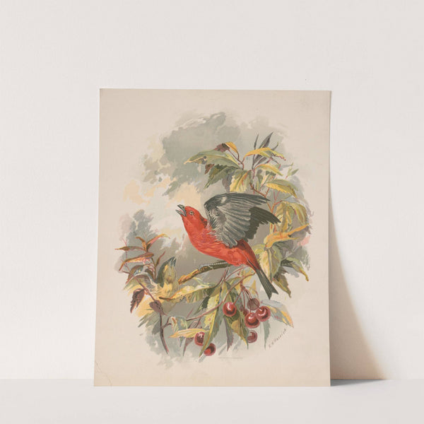 Scarlet tanager on a cherry tree branch (1892) by Henry Walker Herrick