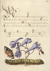 Scarlet Tiger-Moth, Larkspur, Insect, and Caterpillar (1561–1596)