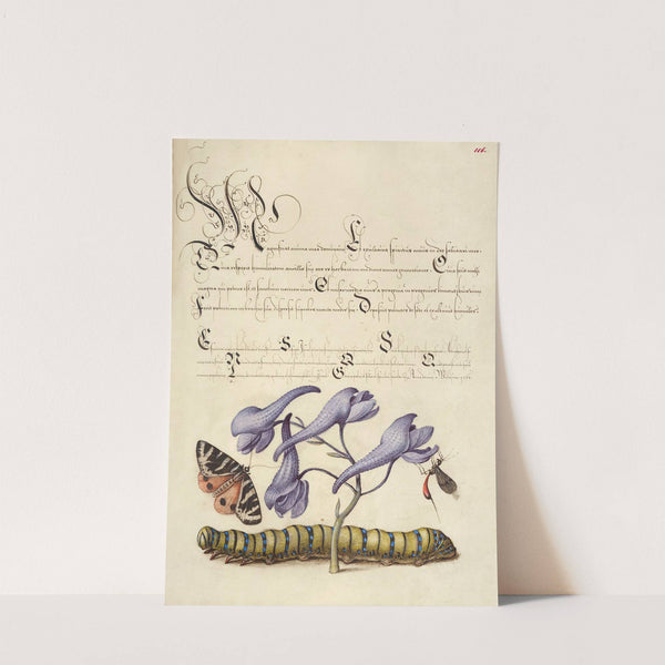 Scarlet Tiger-Moth, Larkspur, Insect, and Caterpillar (1561–1596) by Joris Hoefnagel