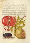 Scarlet Turk’s Cap, Rhinoceros Beetle, and Pomegranate (1561–1596)