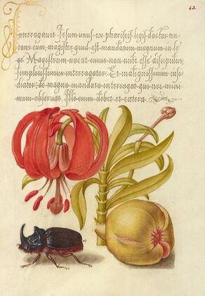 Scarlet Turk’s Cap, Rhinoceros Beetle, and Pomegranate (1561–1596)