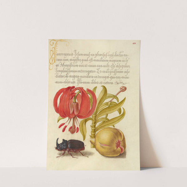 Scarlet Turk’s Cap, Rhinoceros Beetle, and Pomegranate (1561–1596) by Joris Hoefnagel