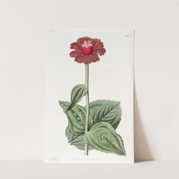 Scarlet Zinnia by Sydenham Edwards