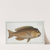 Scarus cretensis, The Grecian Parrot-fish. (1785-1797) by Marcus Elieser Bloch