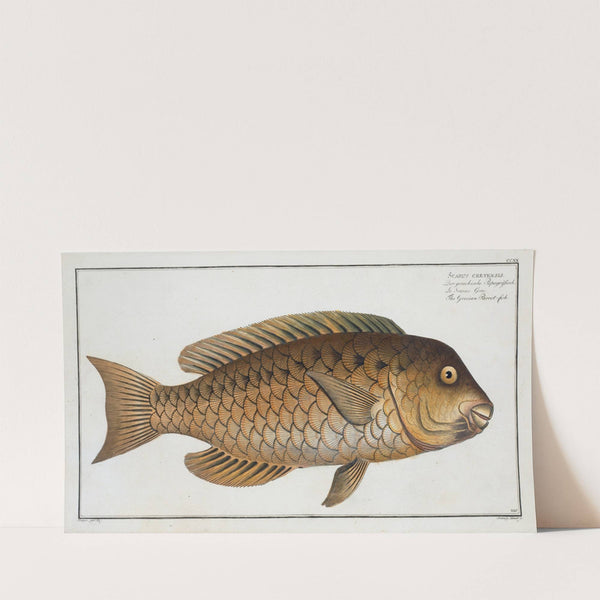 Scarus cretensis, The Grecian Parrot-fish. (1785-1797) by Marcus Elieser Bloch