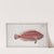 Scarus croicensis, The red Parrot-fish. (1785-1797) by Marcus Elieser Bloch