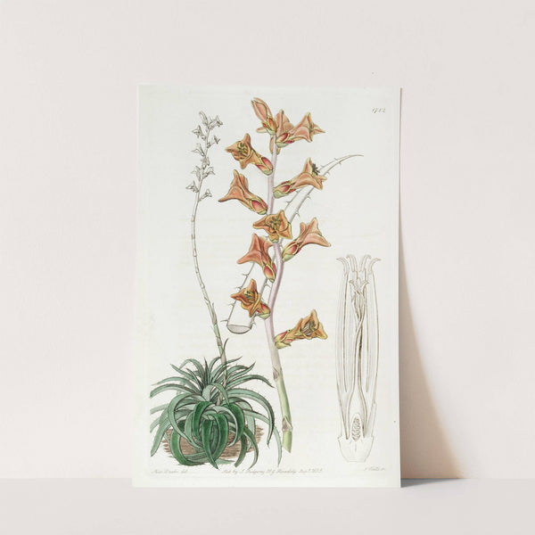 Scattered-flowered Dyckia by Sydenham Edwards