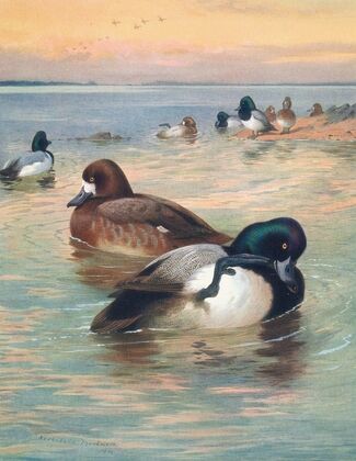 Scaup Duck (1913)