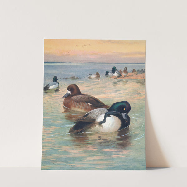 Scaup Duck (1913) by Archibald Thorburn