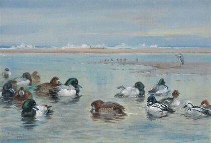 Scaup, Golden Eye and Smew