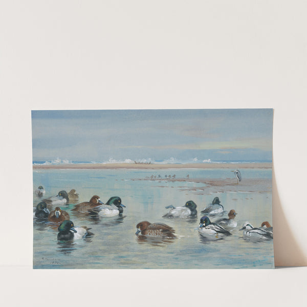 Scaup, Golden Eye and Smew by Archibald Thorburn